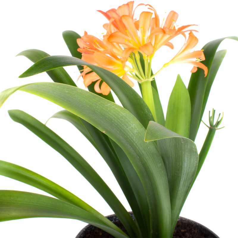 Foto 2 Clivia M - Flores a domicilio Foto 2 Clivia M - Flores a domicilio