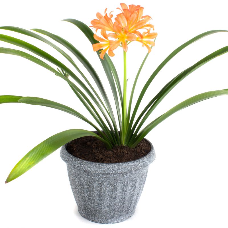 Flores a domicilio - Clivia M Flores a domicilio - Clivia M