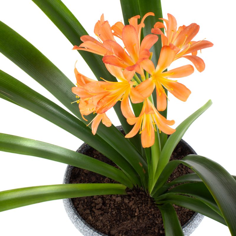Foto 4 Clivia M - Flores a domicilio Foto 4 Clivia M - Flores a domicilio