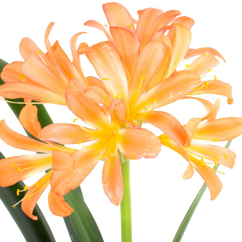 Foto 5 Clivia M - Flores a domicilio Foto 5 Clivia M - Flores a domicilio