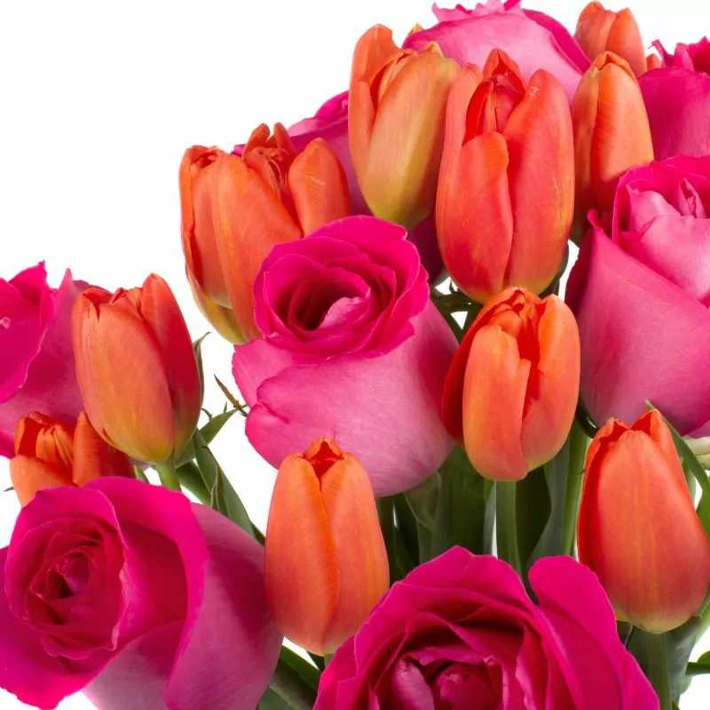 Foto 5 Elena Fucsia - Arreglo floral con rosas fucsias y tulipanes naranjos