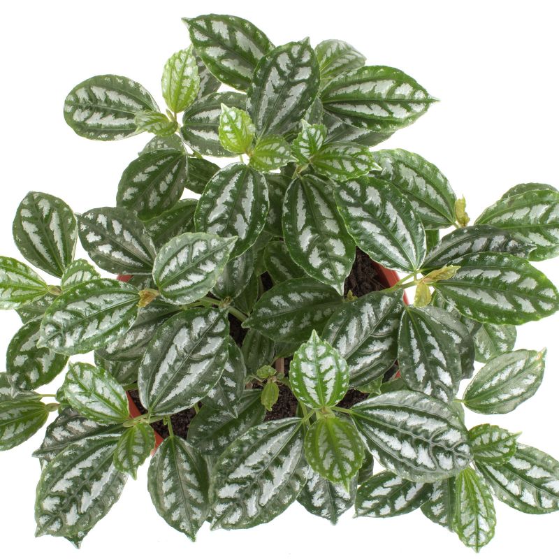 Foto 5 Pilea Cadieri Bolo S - Flores a domicilio Foto 5 Pilea Cadieri Bolo S - Flores a domicilio