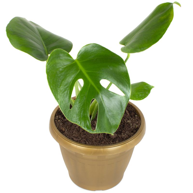 Foto 4 Monstera Deliciosa S - Flores a domicilio Foto 4 Monstera Deliciosa S - Flores a domicilio