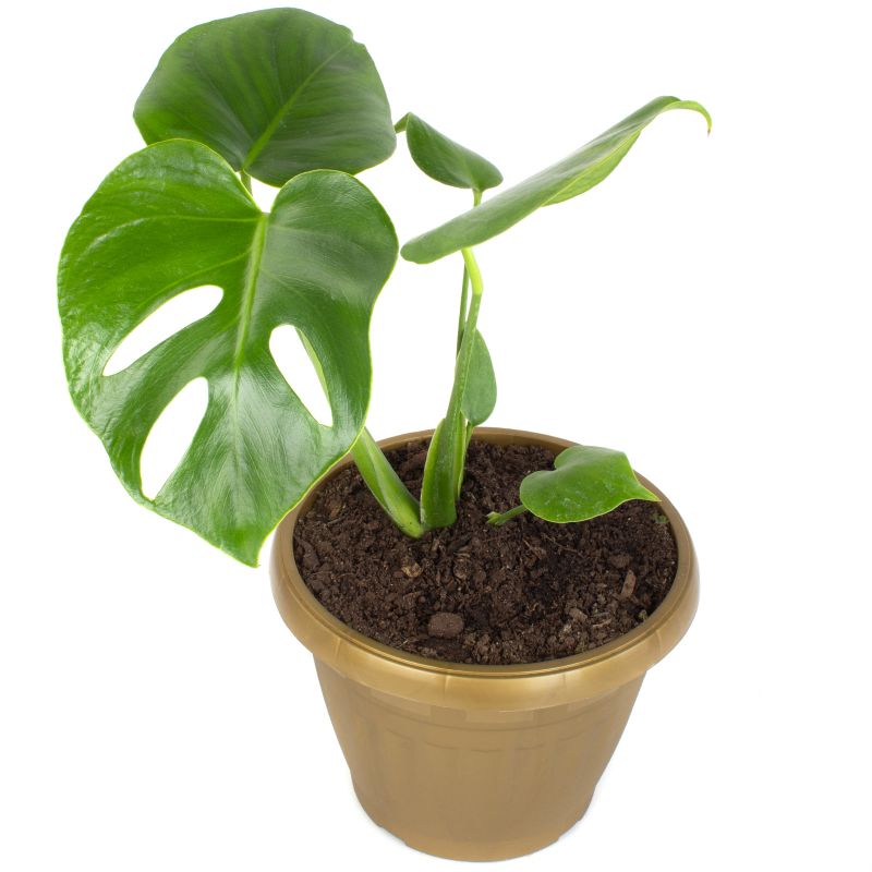 Flores a domicilio - Monstera Deliciosa S Flores a domicilio - Monstera Deliciosa S