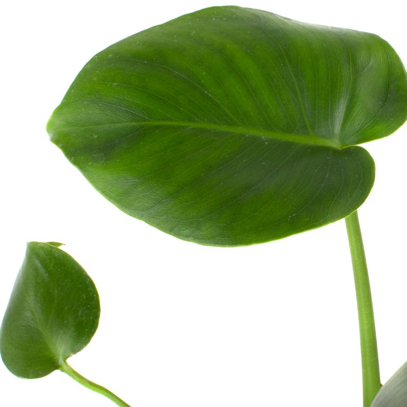 Foto 3 Monstera Deliciosa S - Flores a domicilio Foto 3 Monstera Deliciosa S - Flores a domicilio