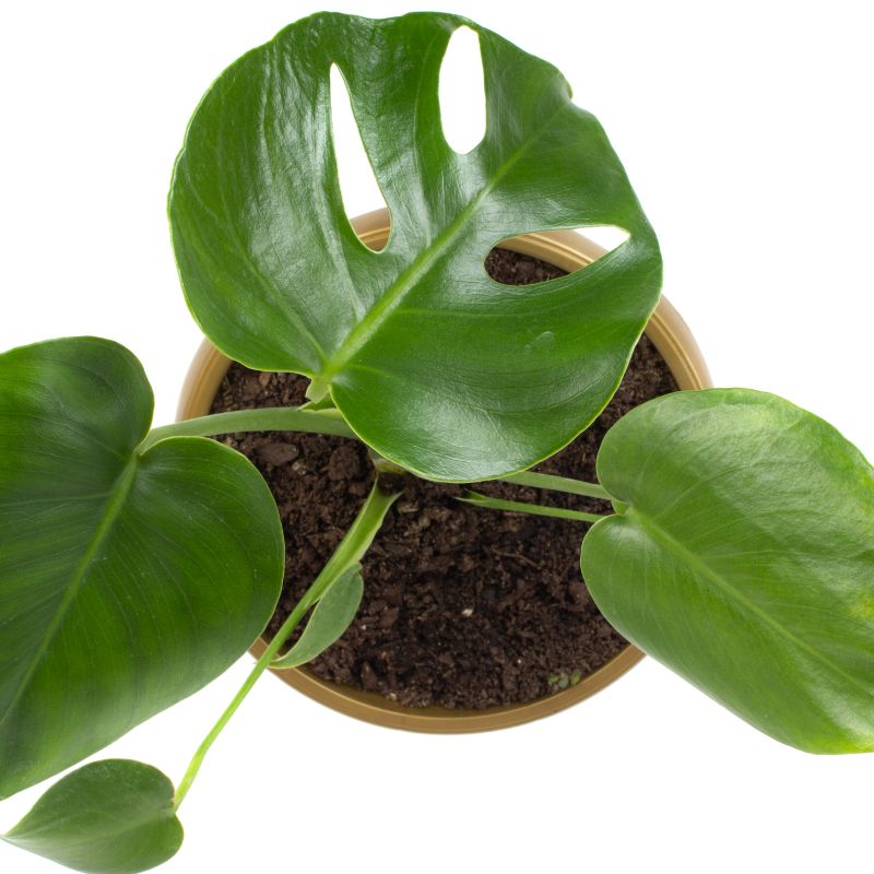 Foto 5 Monstera Deliciosa S - Flores a domicilio Foto 5 Monstera Deliciosa S - Flores a domicilio