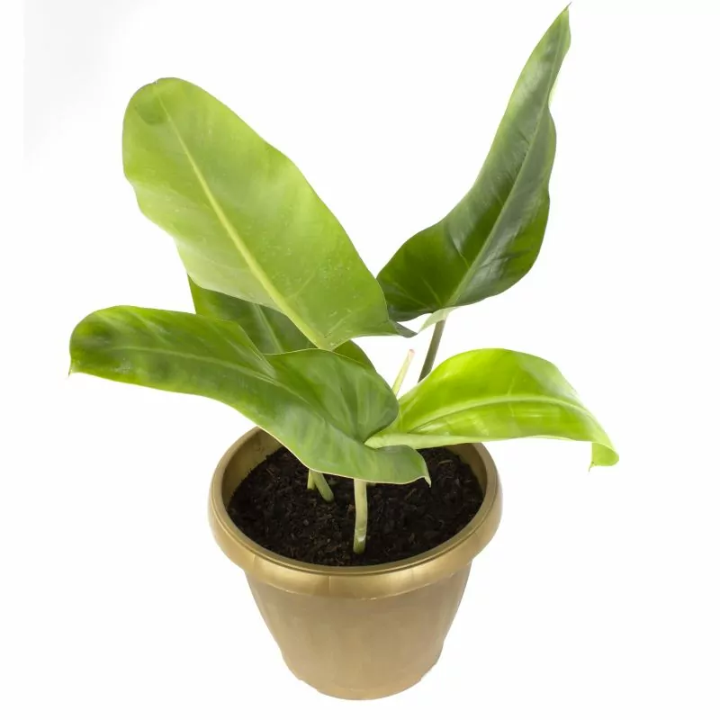 Longuifolio M - Planta de interior en macetero