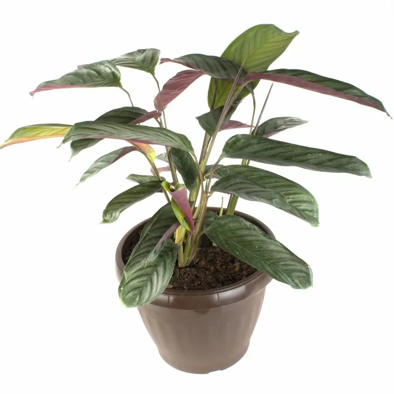 Ctenanthe Setosa M - Planta de interior en macetero