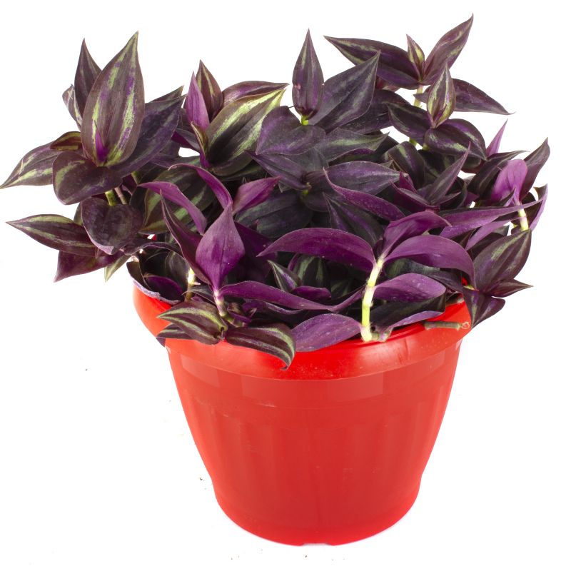 Flores a domicilio - Tradescantia Zebrina Purpurea S Flores a domicilio - Tradescantia Zebrina Purpurea S