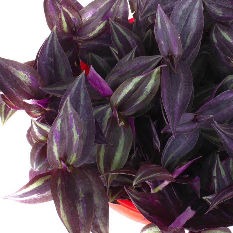 Foto 4 Tradescantia Zebrina Purpurea S - Flores a domicilio Foto 4 Tradescantia Zebrina Purpurea S - Flores a domicilio