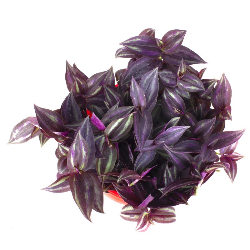 Foto 5 Tradescantia Zebrina Purpurea S - Flores a domicilio Foto 5 Tradescantia Zebrina Purpurea S - Flores a domicilio