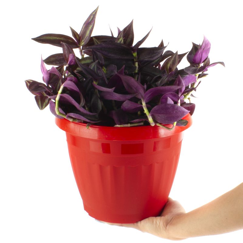 Foto con persona Tradescantia Zebrina Purpurea S - Flores a domicilio Foto con persona Tradescantia Zebrina Purpurea S - Flores a domicilio