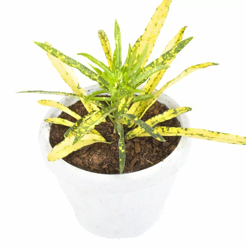 Foto 2 Croton Fideo S - Planta de interior en macetero