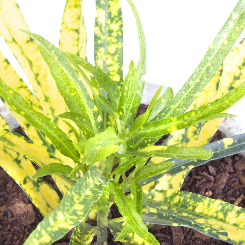 Foto 5 Croton Fideo S - Flores a domicilio Foto 5 Croton Fideo S - Flores a domicilio