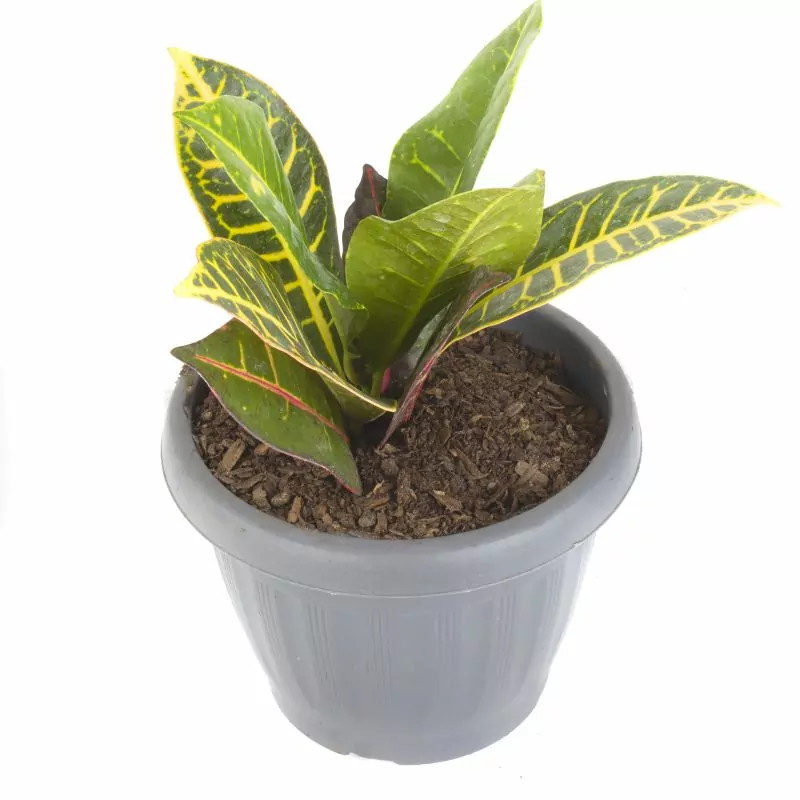Croton Monalisa S - Planta de interior en macetero