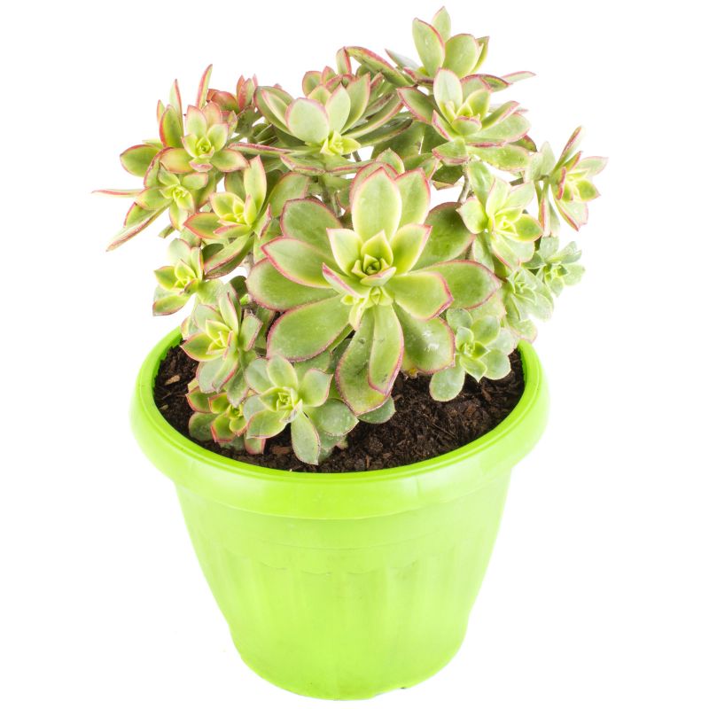 Foto 2 Echevería Aeonium Kiwi M - Flores a domicilio Foto 2 Echevería Aeonium Kiwi M - Flores a domicilio