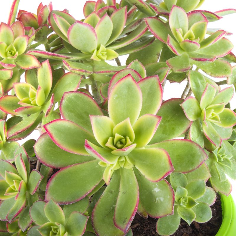 Foto 5 Echevería Aeonium Kiwi M - Flores a domicilio Foto 5 Echevería Aeonium Kiwi M - Flores a domicilio