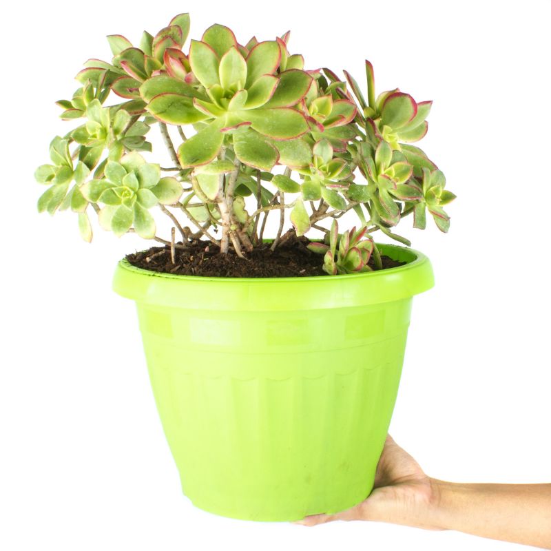 Foto con persona Echevería Aeonium Kiwi M - Flores a domicilio Foto con persona Echevería Aeonium Kiwi M - Flores a domicilio