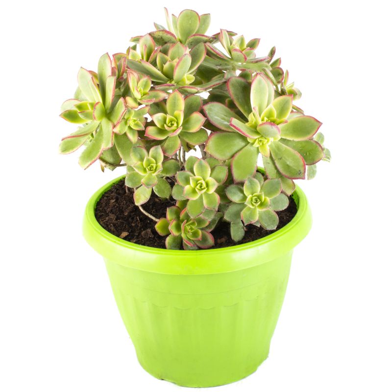 Flores a domicilio - Echevería Aeonium Kiwi M Flores a domicilio - Echevería Aeonium Kiwi M
