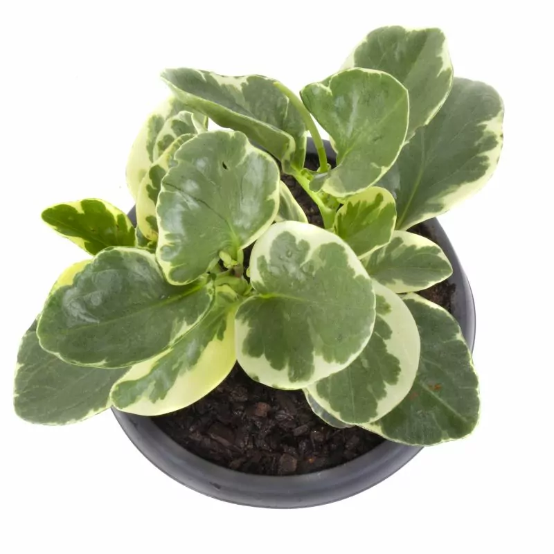 Foto 3 Peperomia obtusifolia variegada S - Planta de interior en macetero