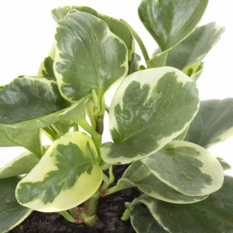 Foto 5 Peperomia obtusifolia variegada S - Planta de interior en macetero