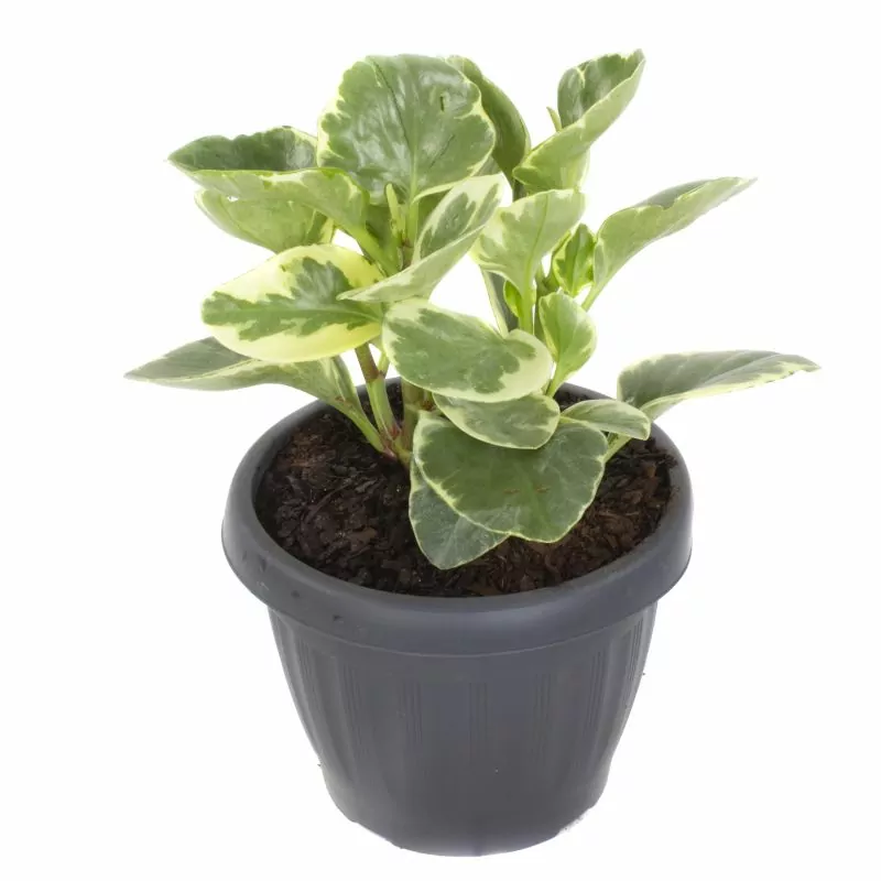 Foto 2 Peperomia obtusifolia variegada S - Planta de interior en macetero