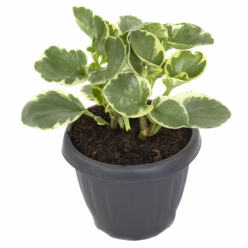 Peperomia obtusifolia variegada S - Planta de interior en macetero