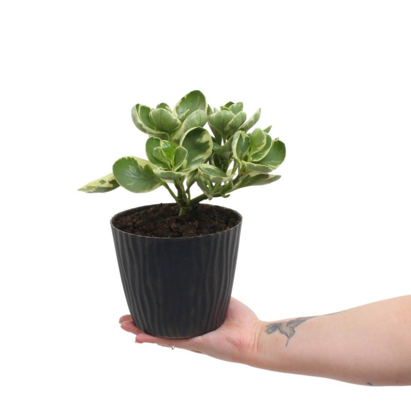 Foto con persona Peperomia obtusifolia variegada S - Flores a domicilio Foto con persona Peperomia obtusifolia variegada S - Flores a domicilio