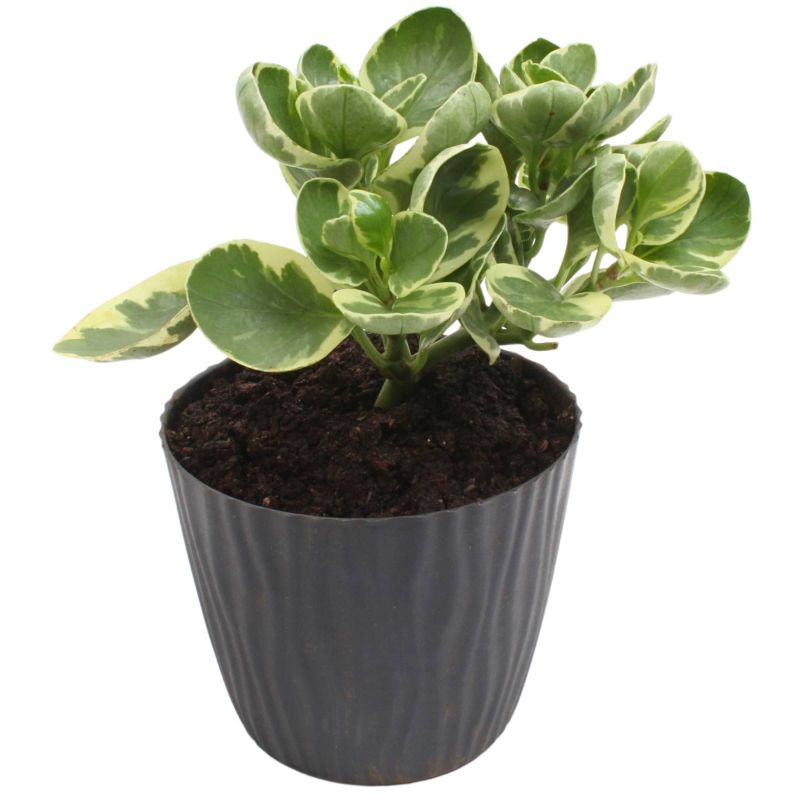 Flores a domicilio - Peperomia obtusifolia variegada S Flores a domicilio - Peperomia obtusifolia variegada S