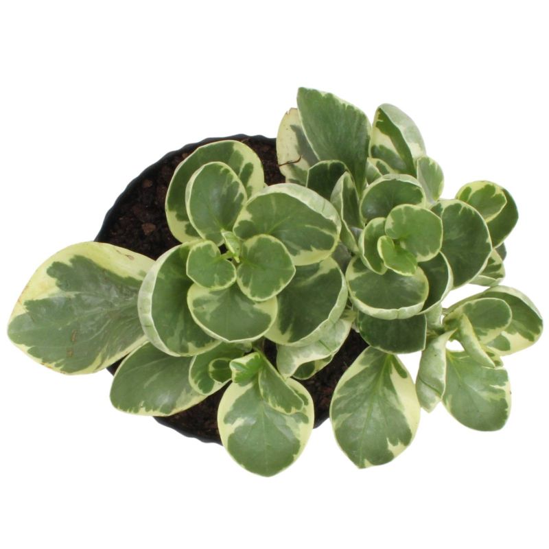 Foto 3 Peperomia obtusifolia variegada S - Flores a domicilio Foto 3 Peperomia obtusifolia variegada S - Flores a domicilio