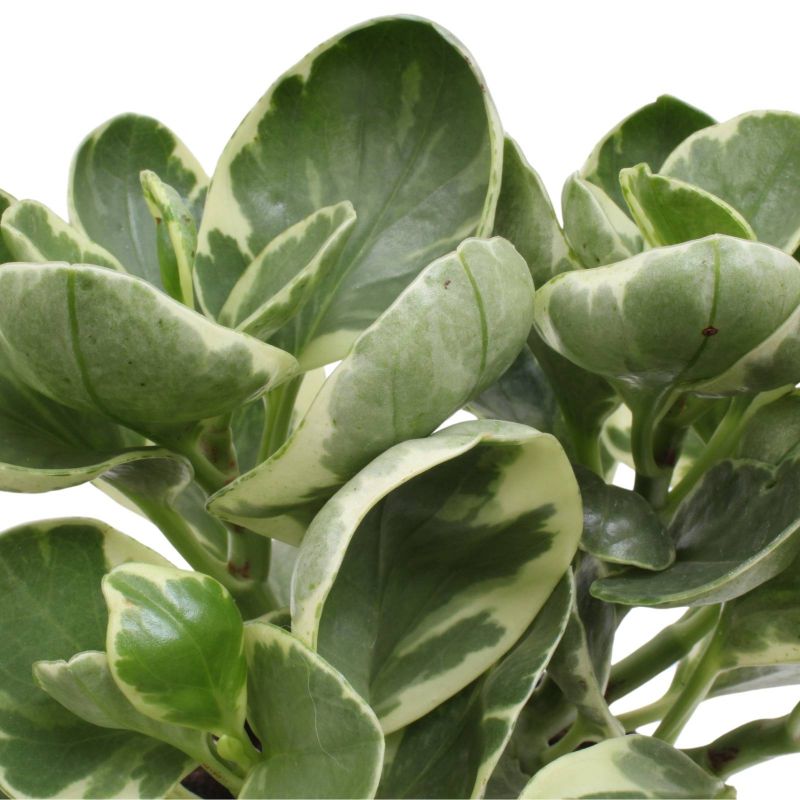 Foto 4 Peperomia obtusifolia variegada S - Flores a domicilio Foto 4 Peperomia obtusifolia variegada S - Flores a domicilio