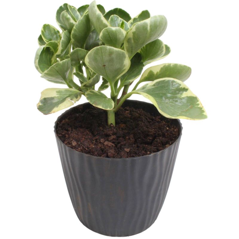 Foto 5 Peperomia obtusifolia variegada S - Flores a domicilio Foto 5 Peperomia obtusifolia variegada S - Flores a domicilio