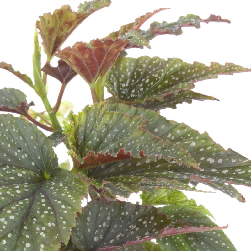 Foto 4 Begonia Alita de Angel S - Flores a domicilio Foto 4 Begonia Alita de Angel S - Flores a domicilio