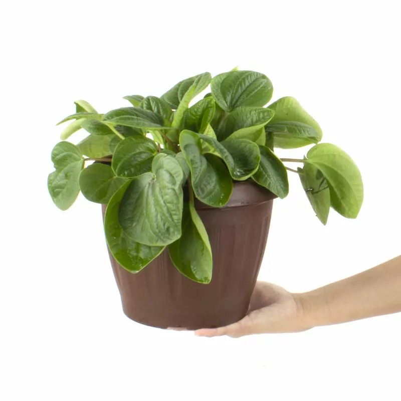 Foto 4 Peperomia Albovitata S - Planta interior en macetero