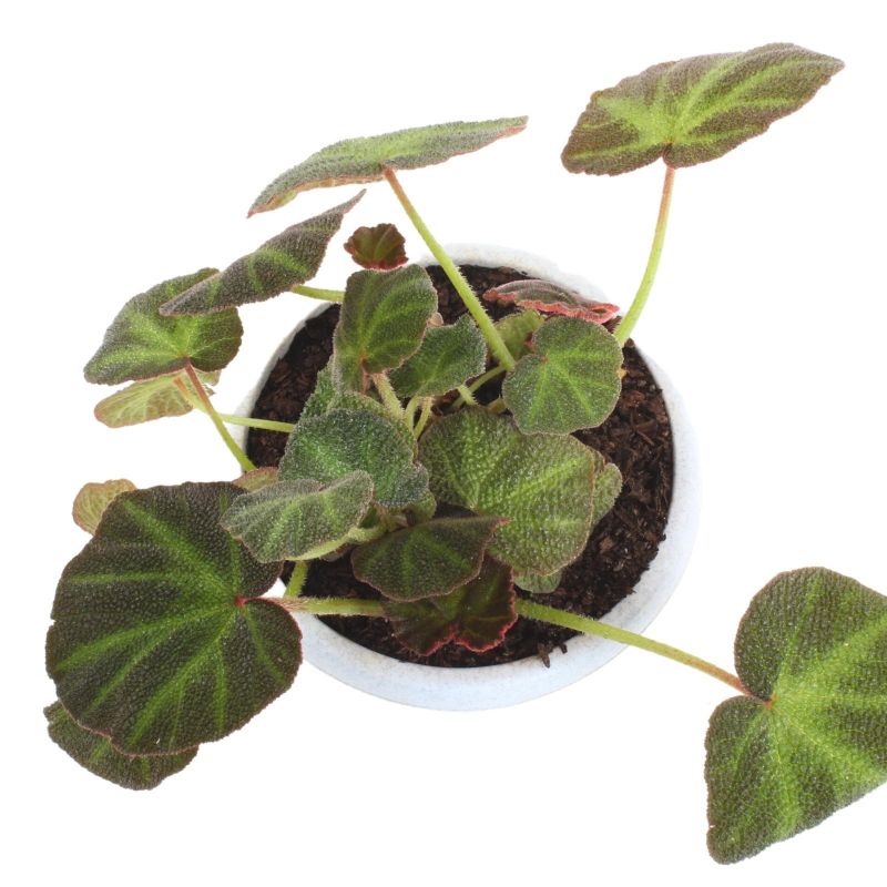 Foto 2 Begonia verde S - Flores a domicilio Foto 2 Begonia verde S - Flores a domicilio