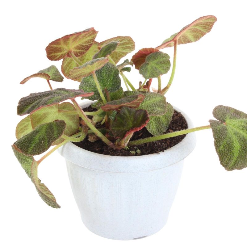 Foto 4 Begonia verde S - Flores a domicilio Foto 4 Begonia verde S - Flores a domicilio