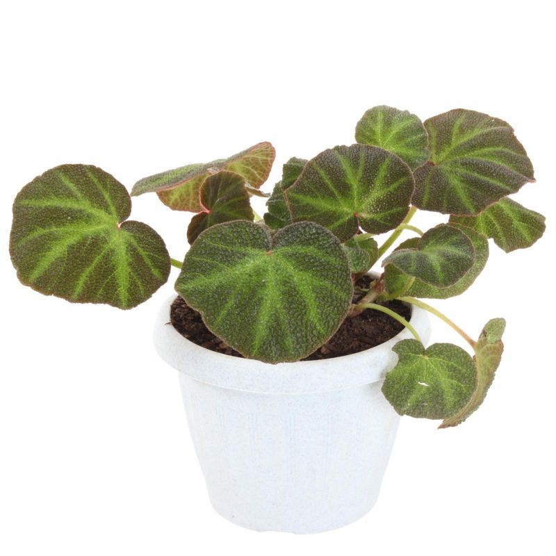Flores a domicilio - Begonia verde S Flores a domicilio - Begonia verde S