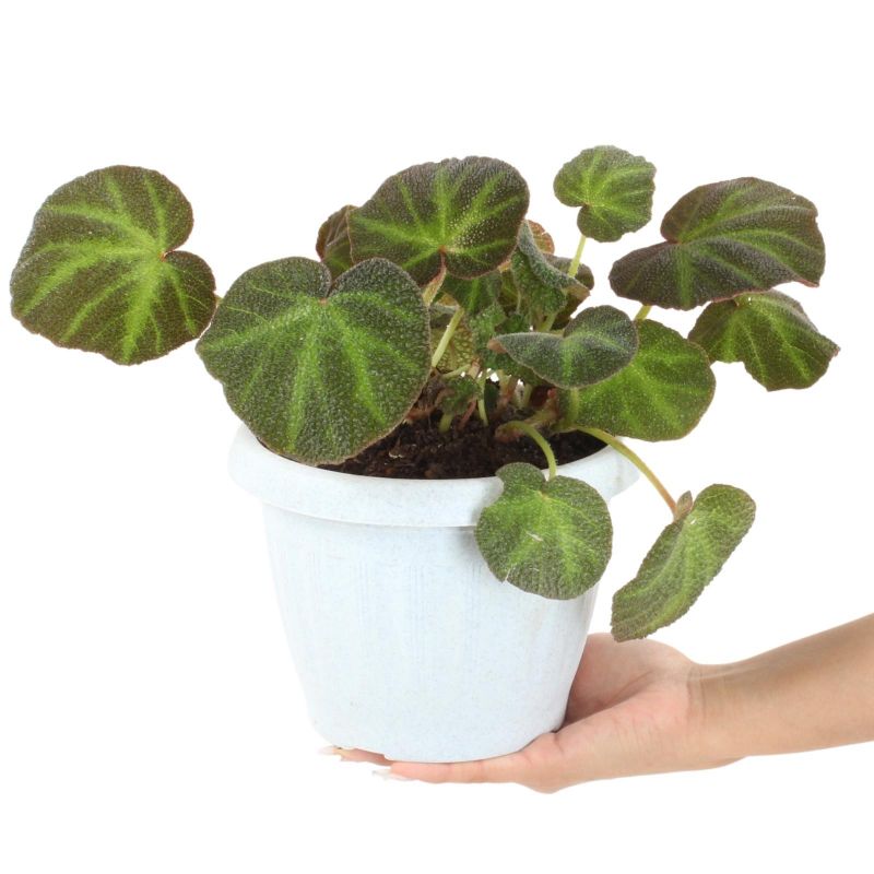 Foto con persona Begonia verde S - Flores a domicilio Foto con persona Begonia verde S - Flores a domicilio