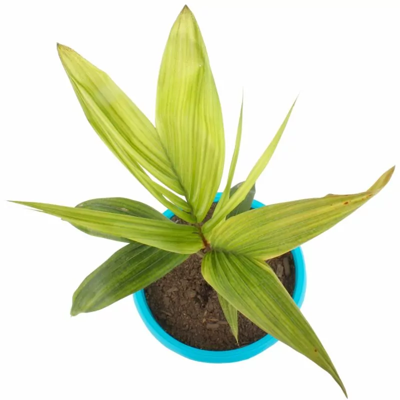 Foto 4 Palmera Kentia Palo Negro S - Planta de interior en macetero