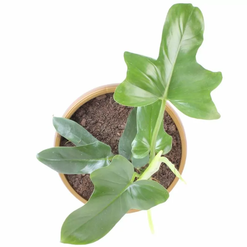 Foto 3 Filodendro Panduliforme S - Planta de interior en macetero