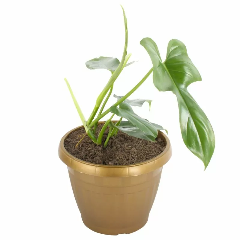 Foto 4 Filodendro Panduliforme S - Planta de interior en macetero
