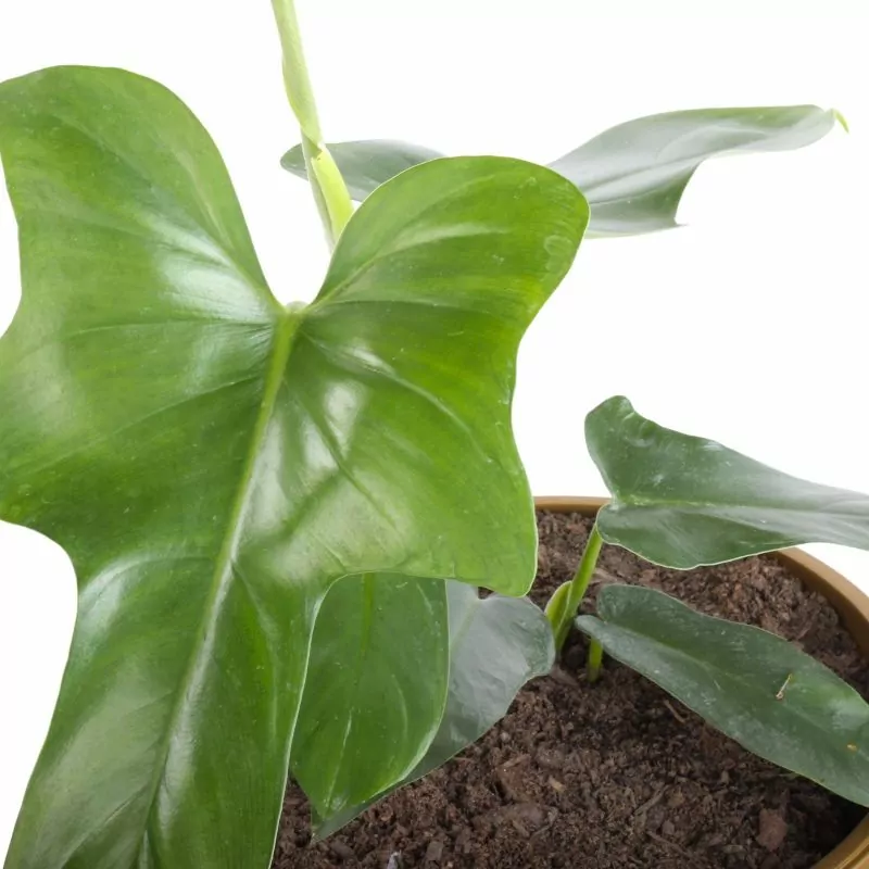 Foto 5 Filodendro Panduliforme S - Planta de interior en macetero