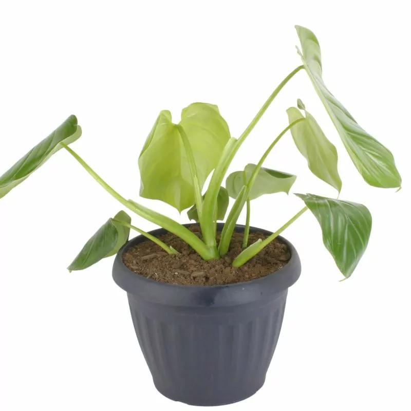 Foto 5 Filodendro Fragans S - Planta de interior en macetero
