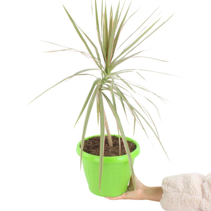Foto con persona Dracena Colorama S - Flores a domicilio Foto con persona Dracena Colorama S - Flores a domicilio
