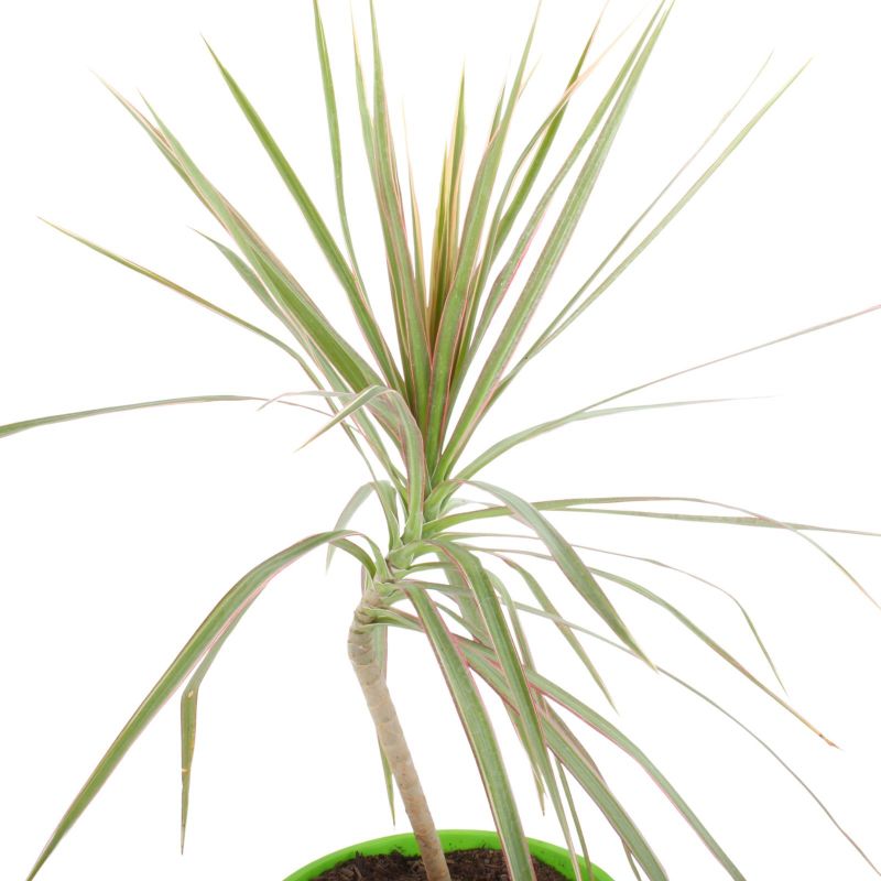 Foto 4 Dracena Colorama S - Flores a domicilio Foto 4 Dracena Colorama S - Flores a domicilio