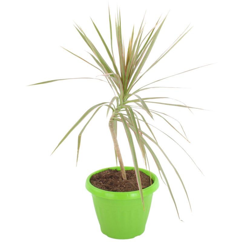 Foto 5 Dracena Colorama S - Flores a domicilio Foto 5 Dracena Colorama S - Flores a domicilio
