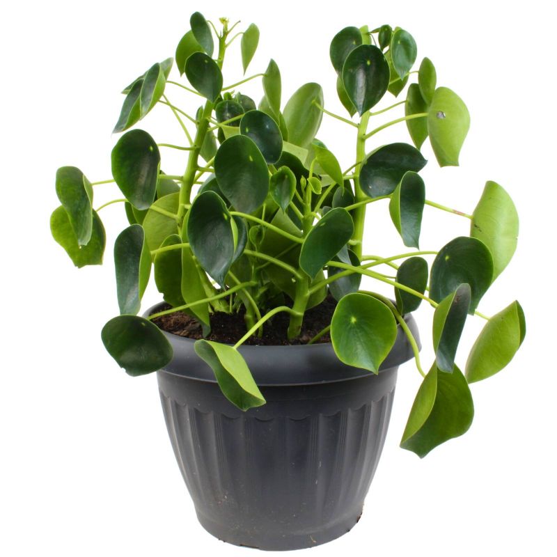 Flores a domicilio - Peperomia Cucharita XL Flores a domicilio - Peperomia Cucharita XL