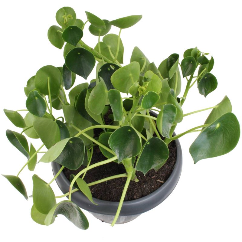 Foto 2 Peperomia Cucharita XL - Flores a domicilio Foto 2 Peperomia Cucharita XL - Flores a domicilio