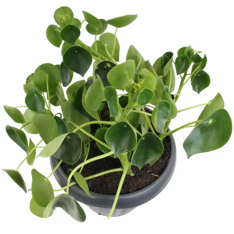 Foto 2 Peperomia Cucharita XL - Planta de interior en macetero