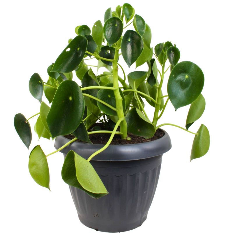 Foto 3 Peperomia Cucharita XL - Flores a domicilio Foto 3 Peperomia Cucharita XL - Flores a domicilio